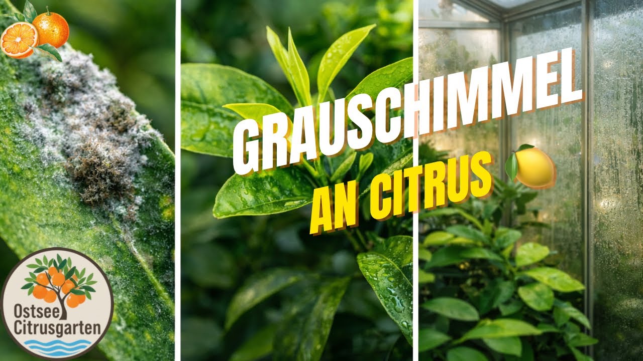Grauschimmel an Citrus im Winter 🌿 | Ursachen, Maßnahmen & Prävention im Gewächshaus