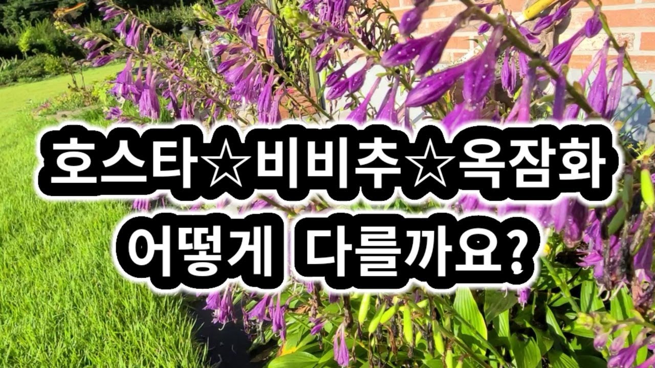 비비추 옥잠화 호스타 구분하는 방법. 어디서든 잘 자라고 번식이 잘 되는 식물이라 누구나 쉽게 기를 수 있습니다.