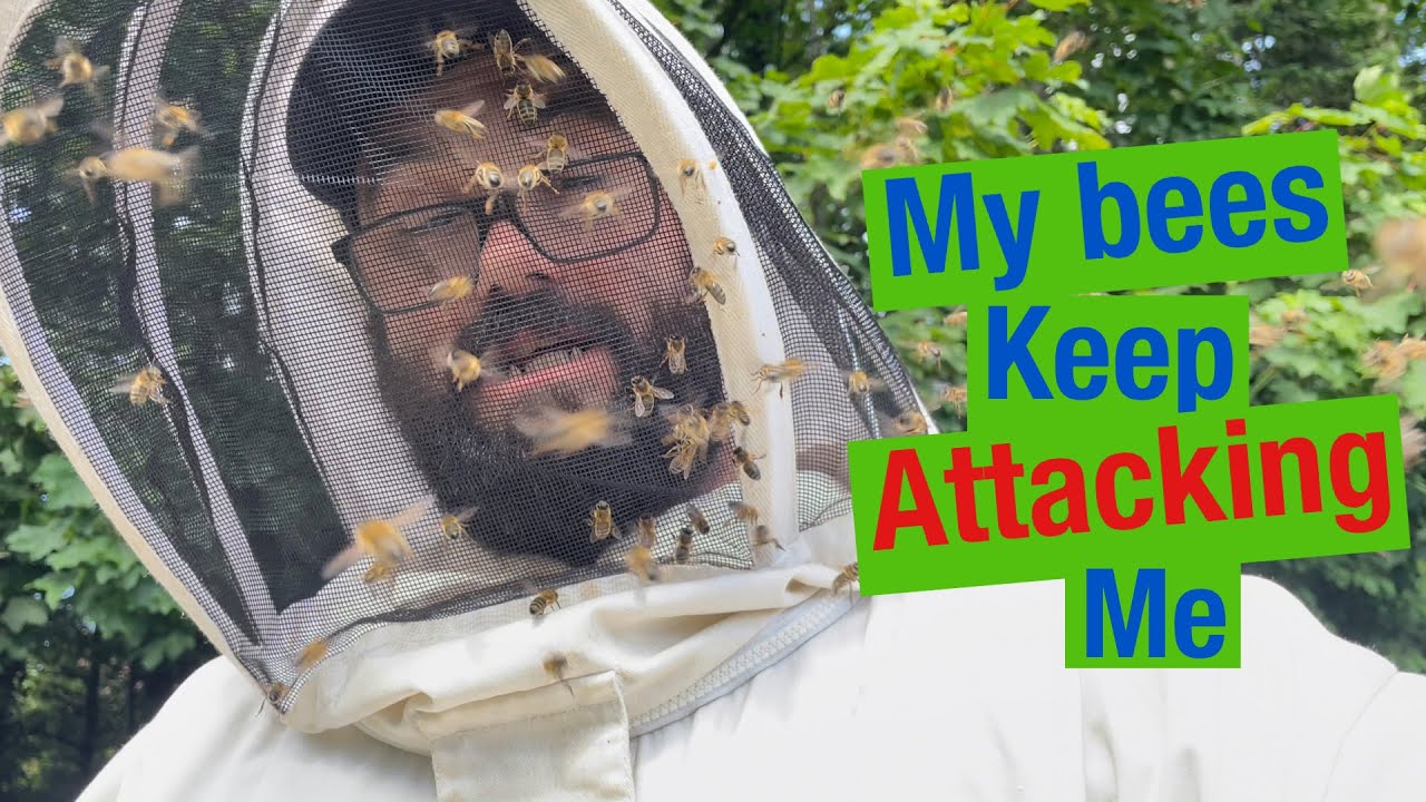 Black mountain F1 Buckfast queen introduced into an angry hive. Need nicer genetics in this colony!