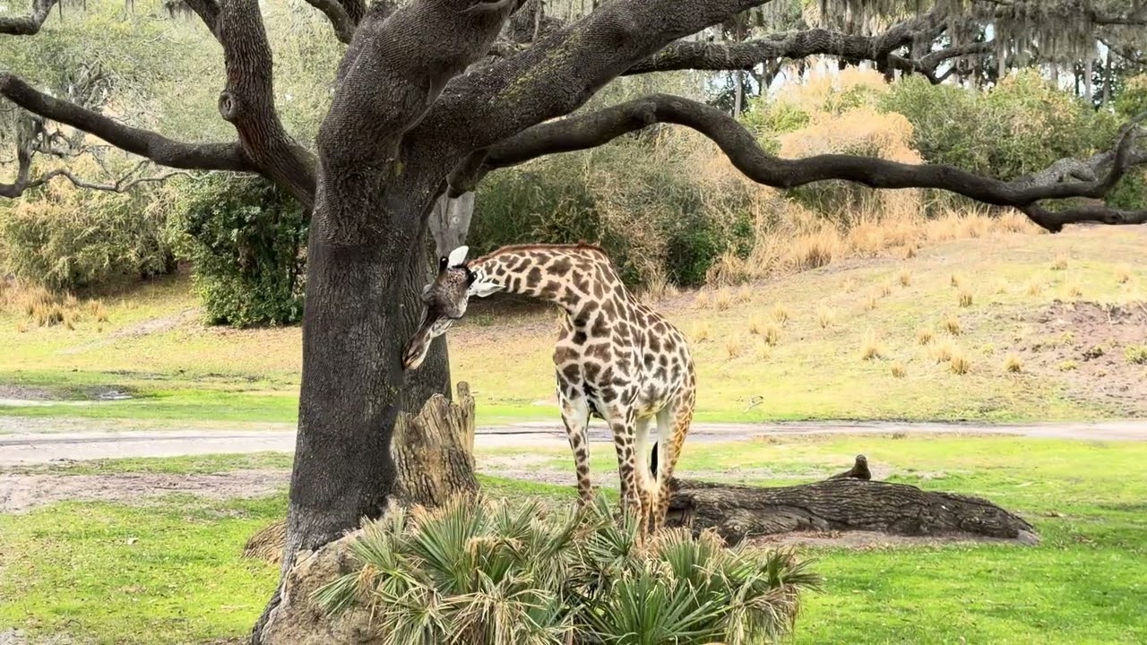 Animal Kingdom safari.