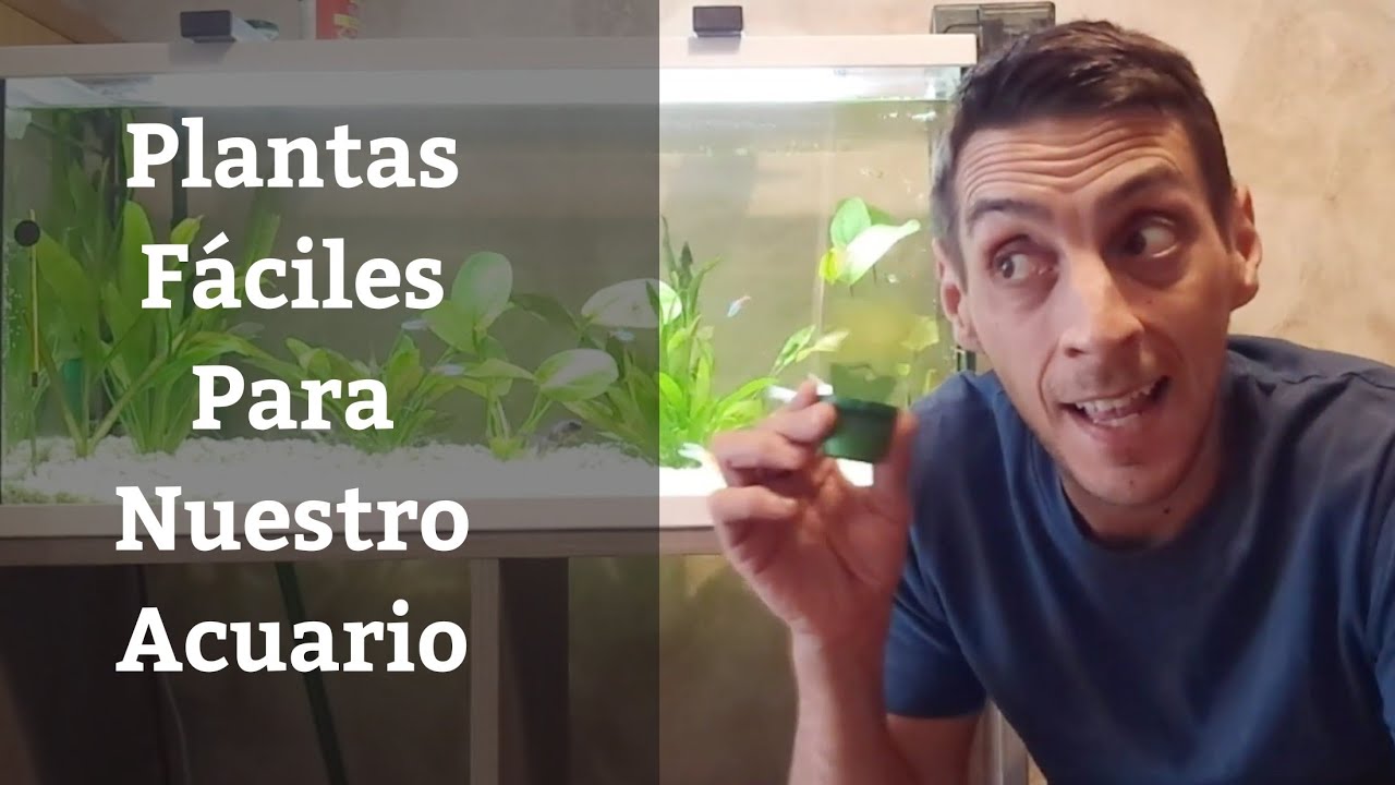 🔵 Plantas De Acuario Fáciles Para Principiantes ,Guía Básica Del Plantado 1x1 (Acuarios MB)