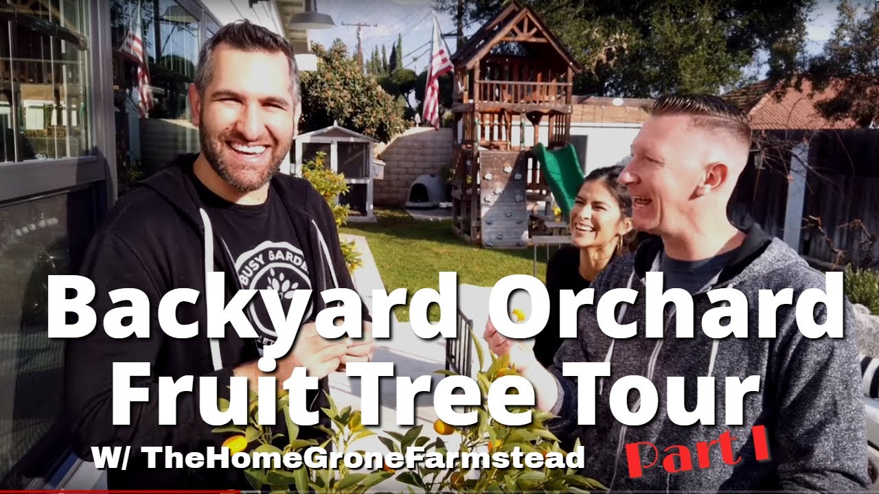 Backyard Fruit Tree Orchard TOUR! 🍎🍊🌳Example of Backyard Orchard Culture w/ TheHomeGroneFarmstead