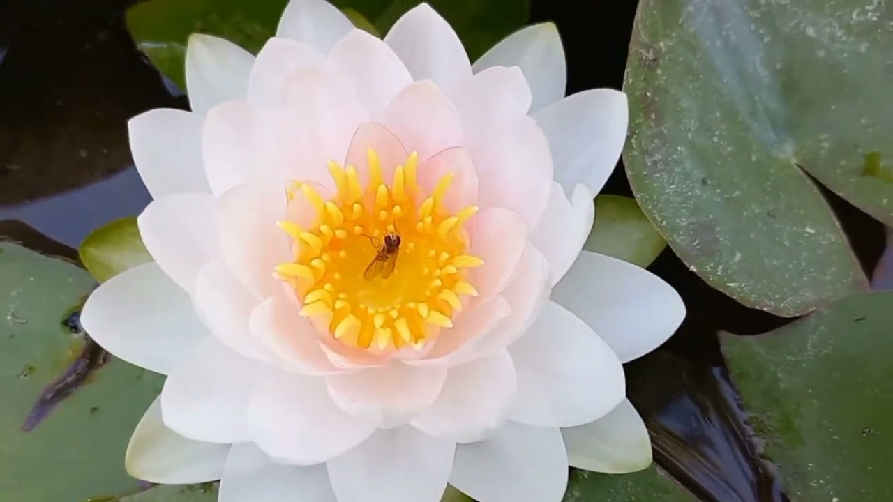 Сад Фонтэн Петрифиант  - Jardin des Fontaines Pértifiantes.