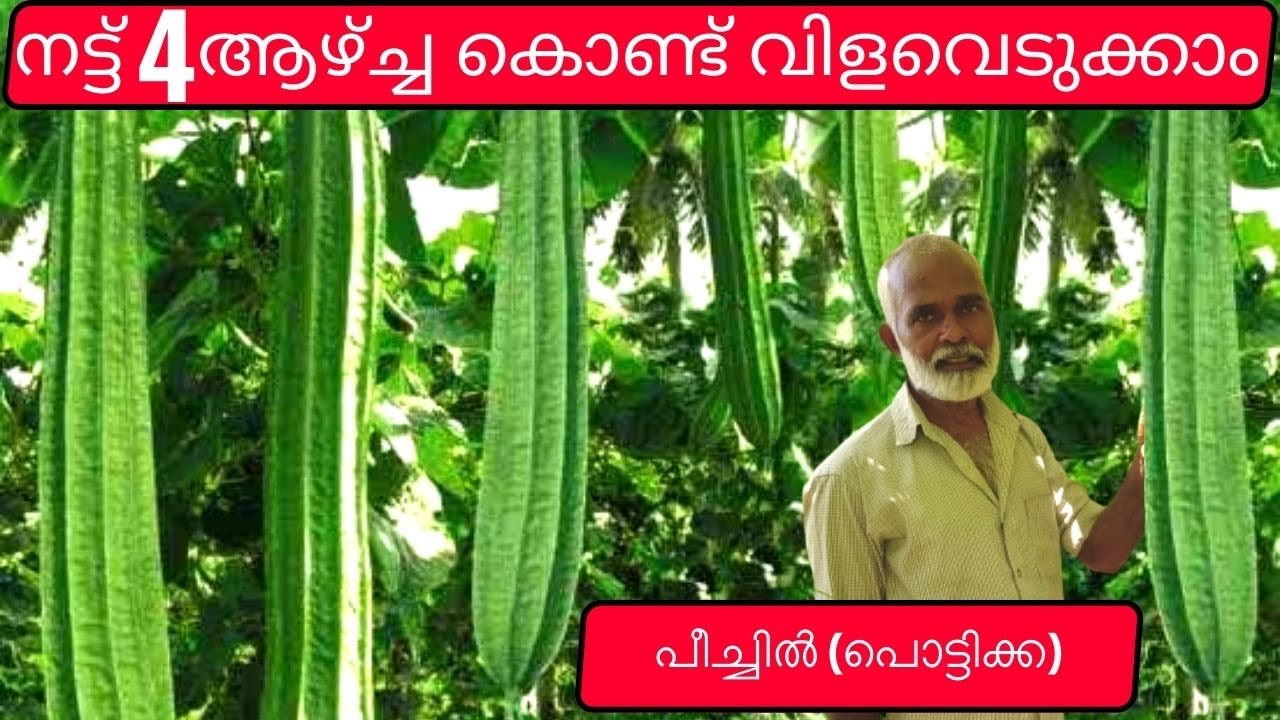 4 ആഴ്ച്ച കൊണ്ട് വിളവെടുക്കുന്ന കൃഷി |A crop that harvests in 4 months | Peechinga Farming | Pottikka