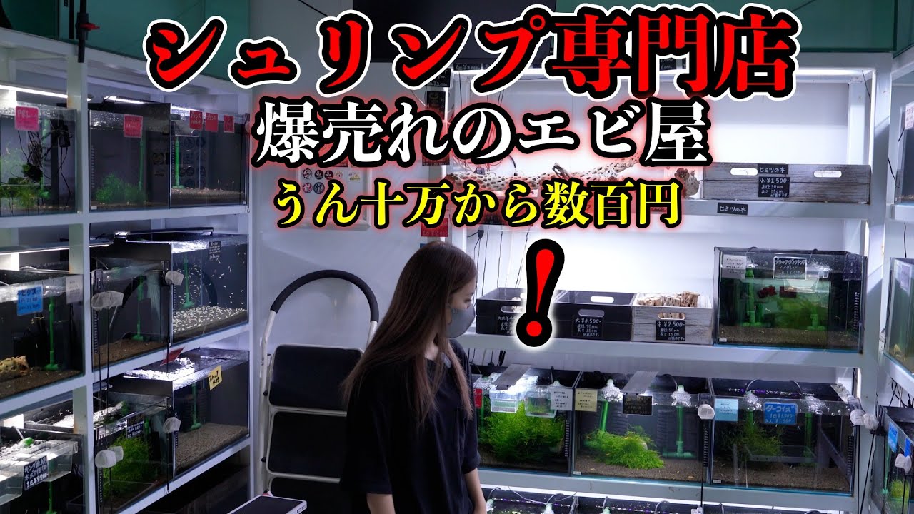 アクアリウム【シュリンプ専門店】うん十万円の高級エビから数百円のハイグレードエビ　エビの極意　ローキーズネオ　ギャラクシーフィッシュボーン　R-100 ヴィクトリア