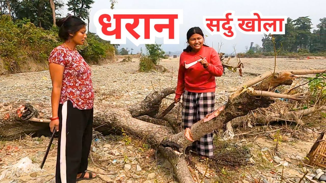 धरानको खोला बगरमा संघर्ष | दाउरा काट्ने मानिसहरूको कथा//People Cutting Firewood Sardu Bagar Vlog
