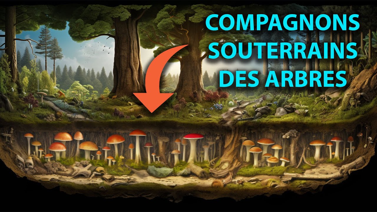 🍄 CHAMPIGNONS MYCORHIZIENS : Le LIEN des ECOSYSTÈMES