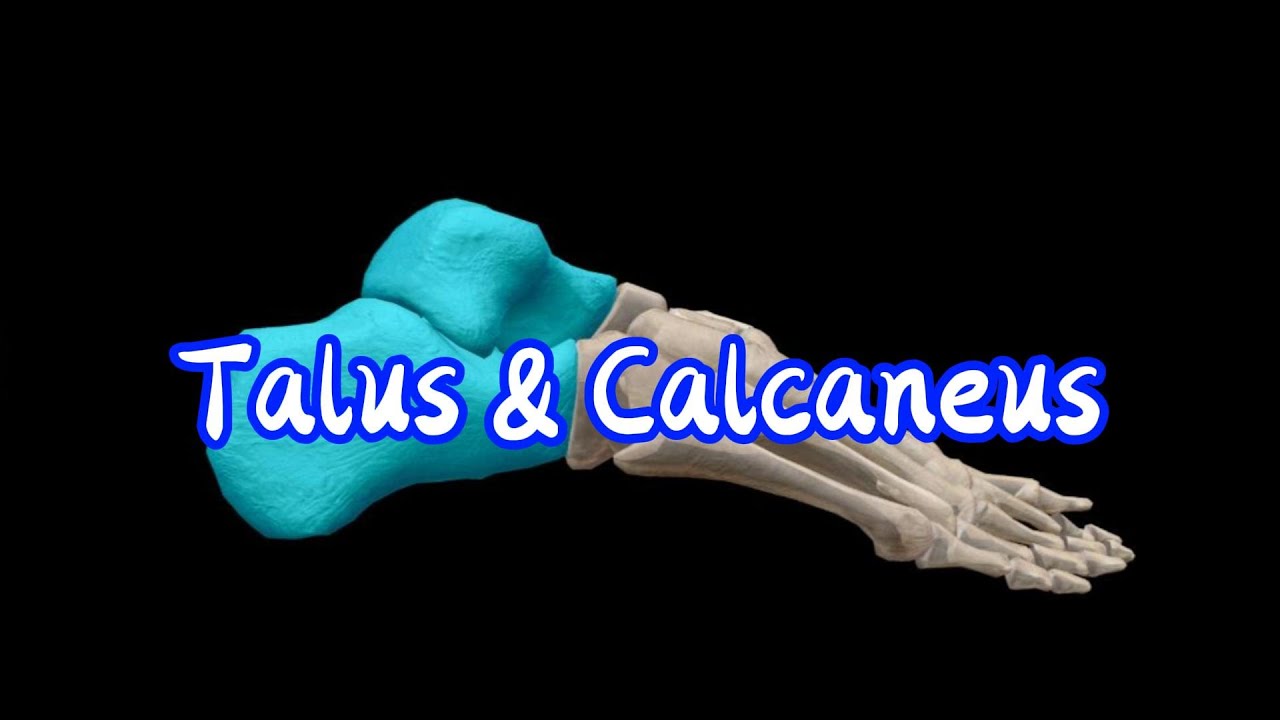 Tarsal Bones: Talus & Calcaneus