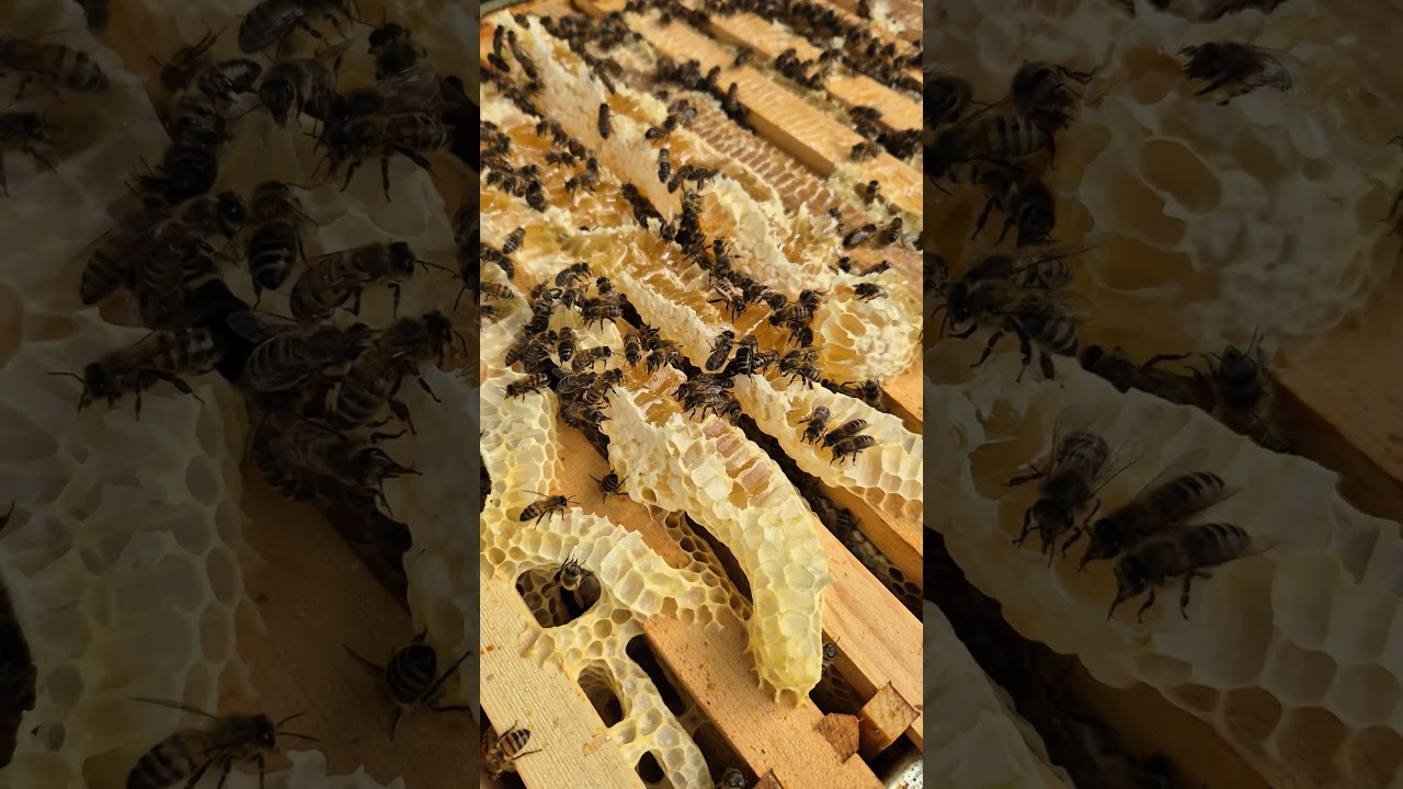 Honey Time! Bees Hard at Work on the Comb 🍯
