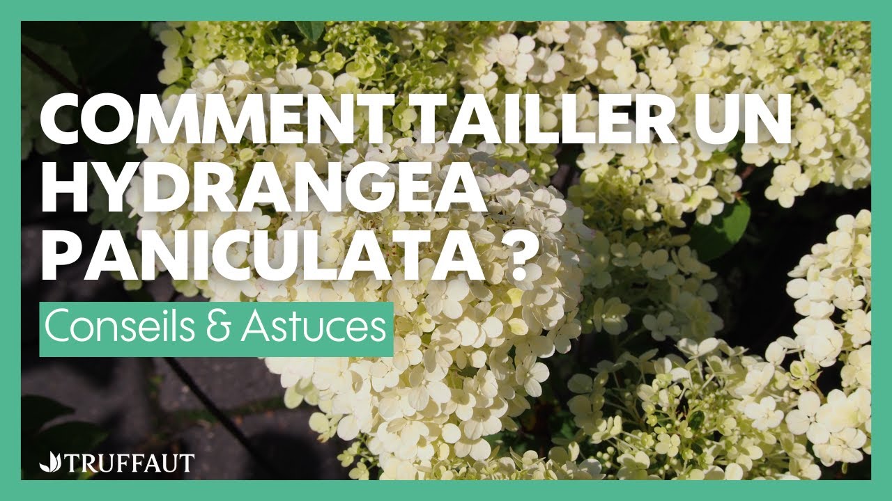Comment tailler un hydrangea paniculata ? - Truffaut