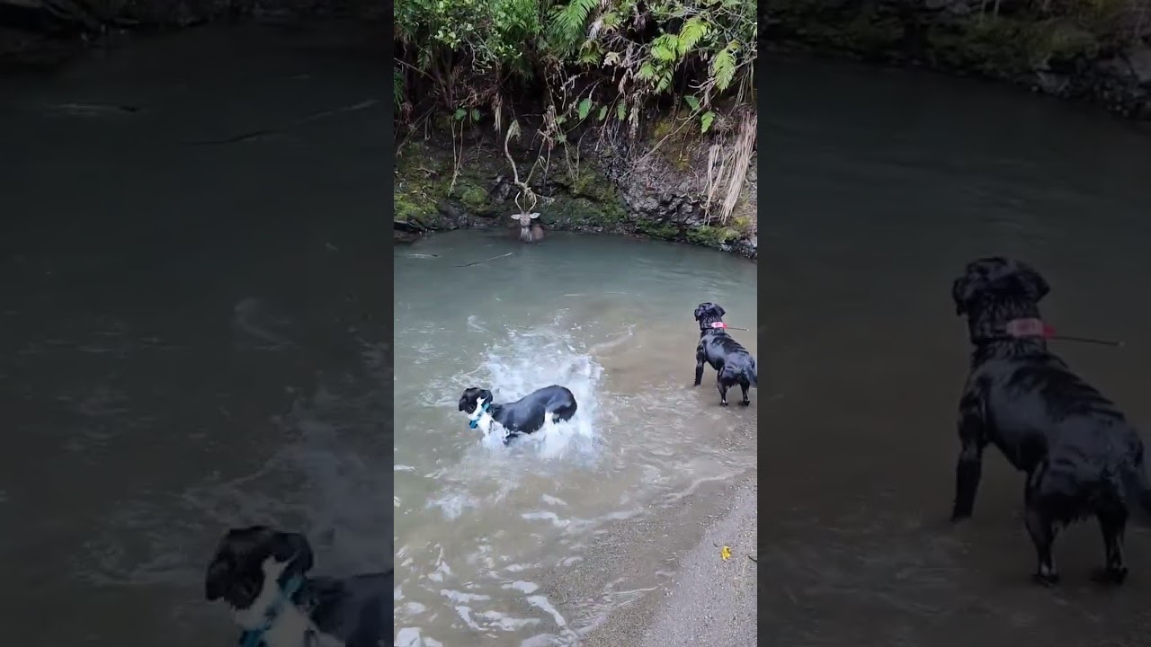 Hunting with deer dogs NZ #dog #hunter #hunting #outdoors