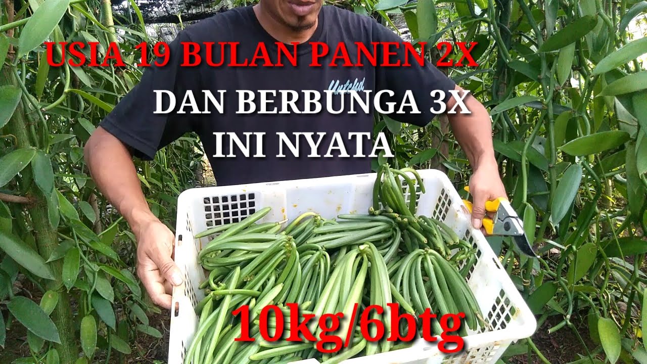 PANEN VANILI 8 BULAN