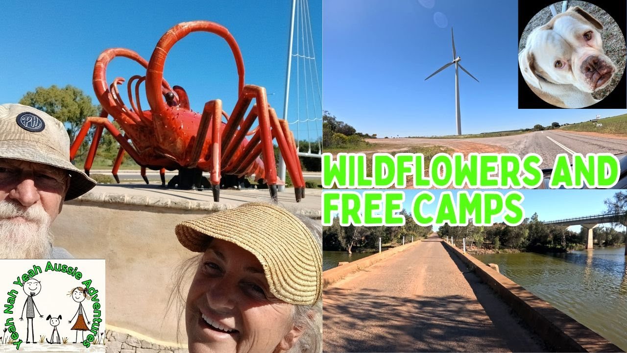 wildflowers and free camps