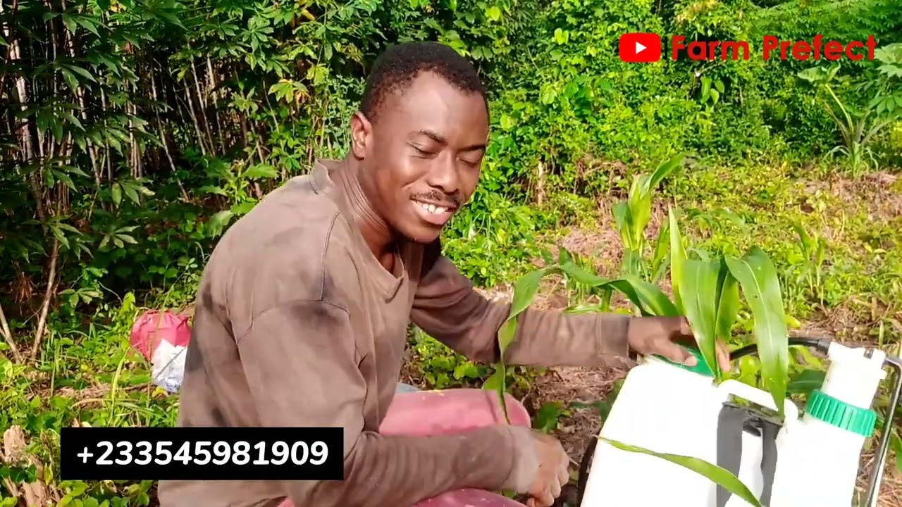 How to get rid of Army Worms