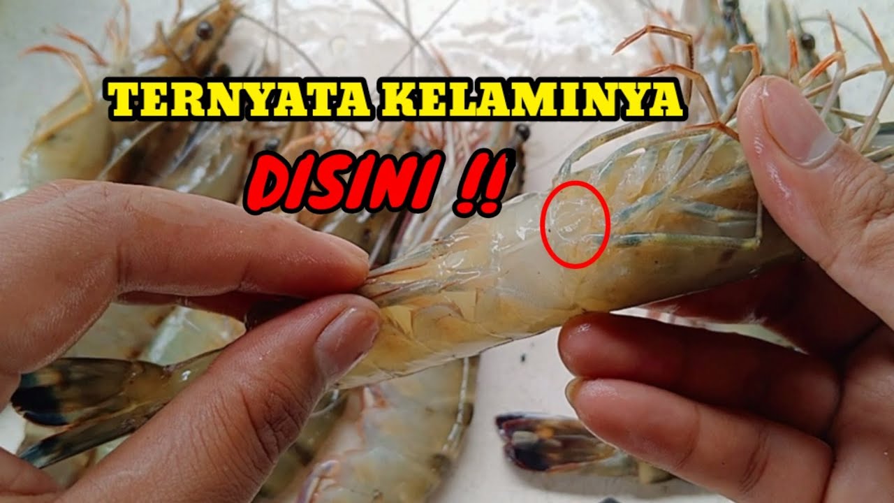 CARA MEMBEDAKAN UDANG WINDU JANTAN DAN BETINA || how to distinguish male and female tiger shrimp