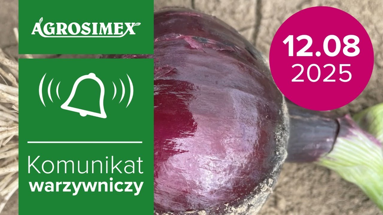 Ostatnie zabiegi fungicydowe w cebuli | Komunikat Warzywniczy