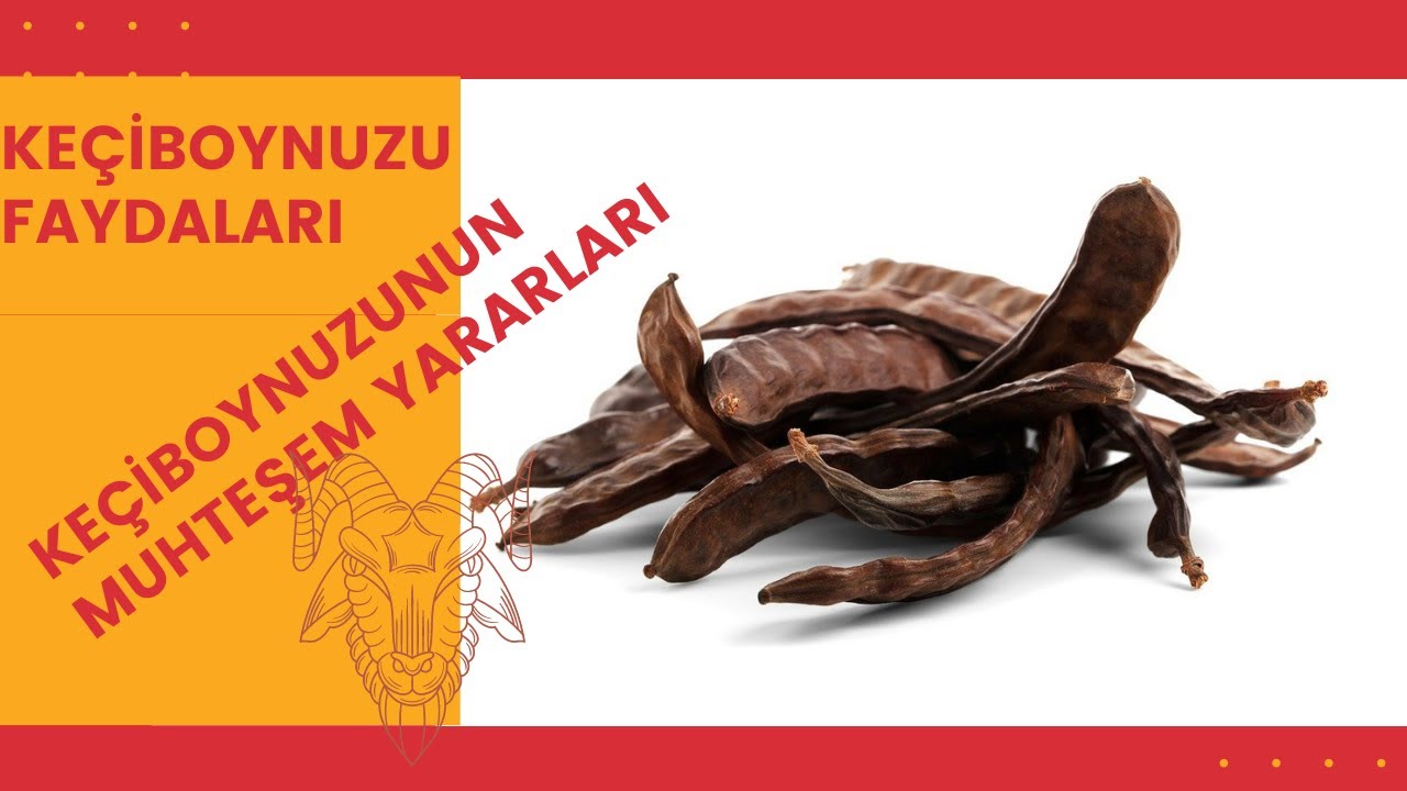 Ke&ccedil;i Boynuzunun Faydaları, Ke&ccedil;iboynuzunun Faydaları, Ke&ccedil;i Boynuzu