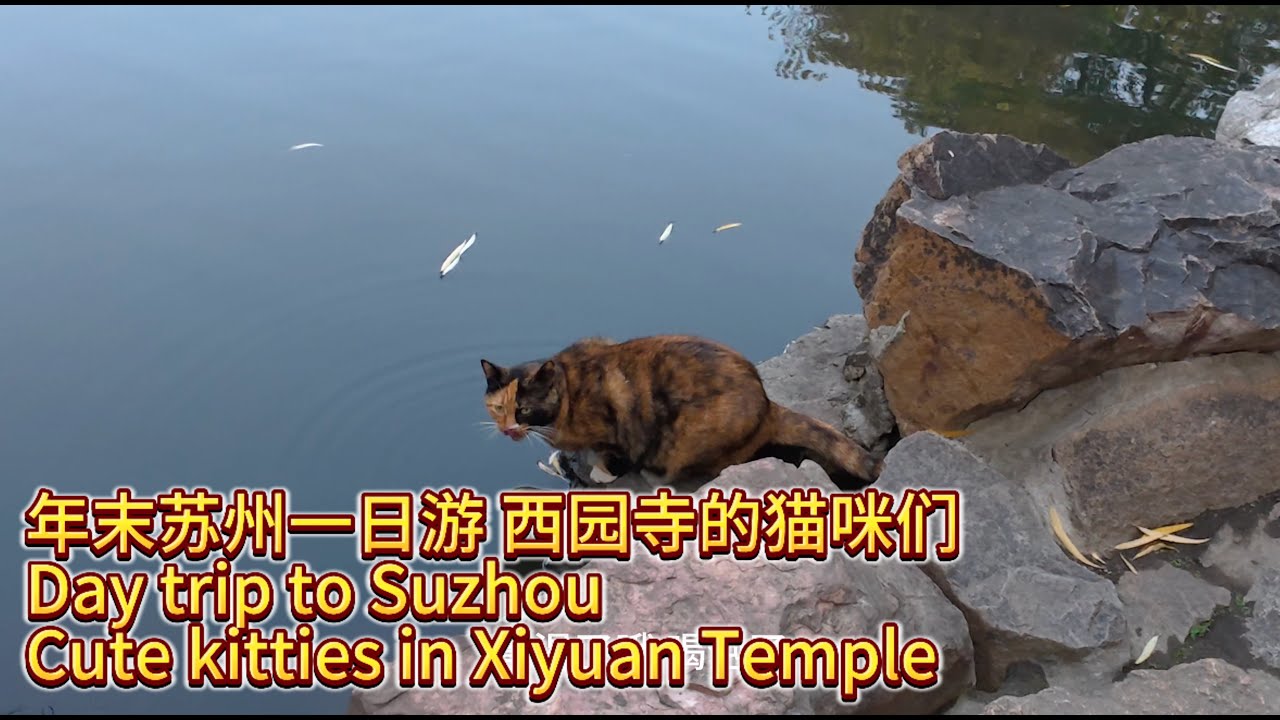 旅行Vlog｜年末苏州一日游 西园寺的猫咪们 Day trip to Suzhou, cute kitties in Xiyuan Temple