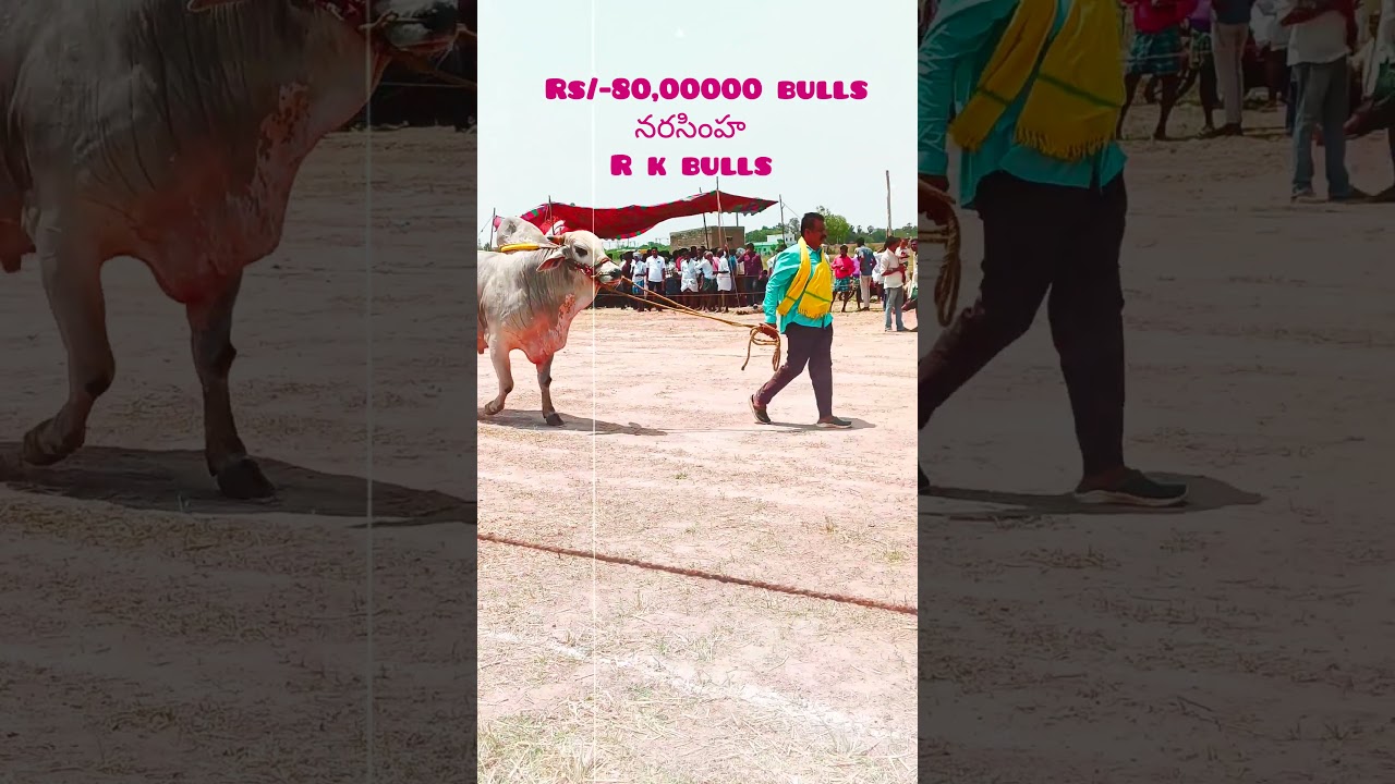 RK Bulls