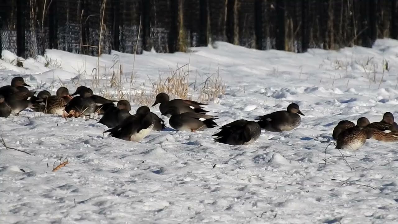 Krakeend, Gadwall, Schnaterente.