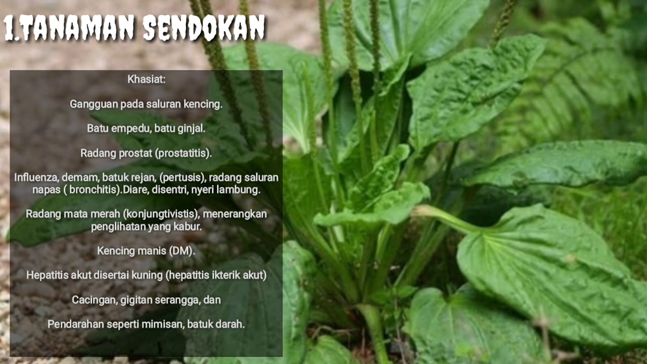 10 Tanaman Liar Banyak Khasiatnya / Tanaman Herbal