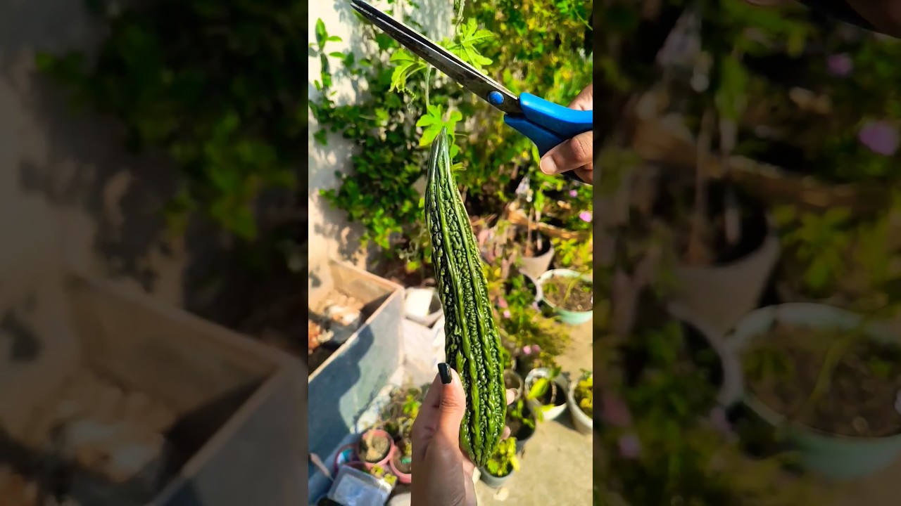terrace se organic vegetables harvesting 