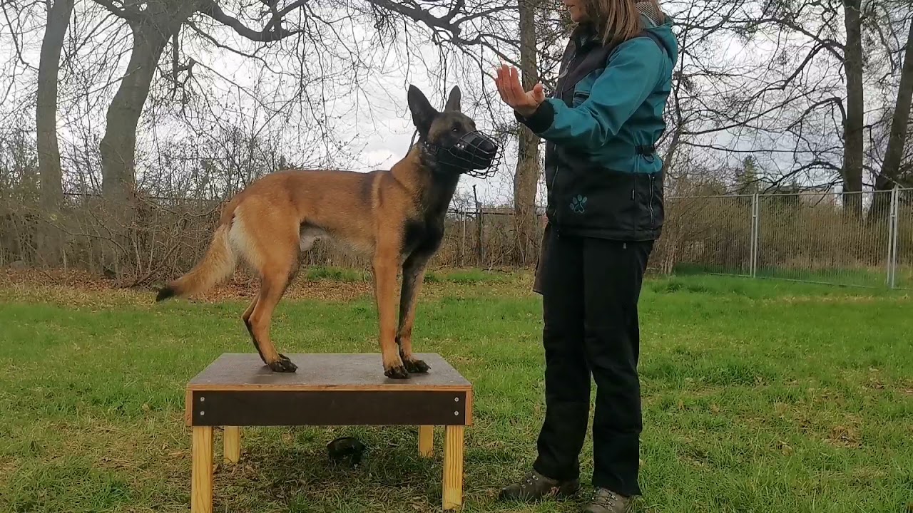 DOGadanki odc. 4 