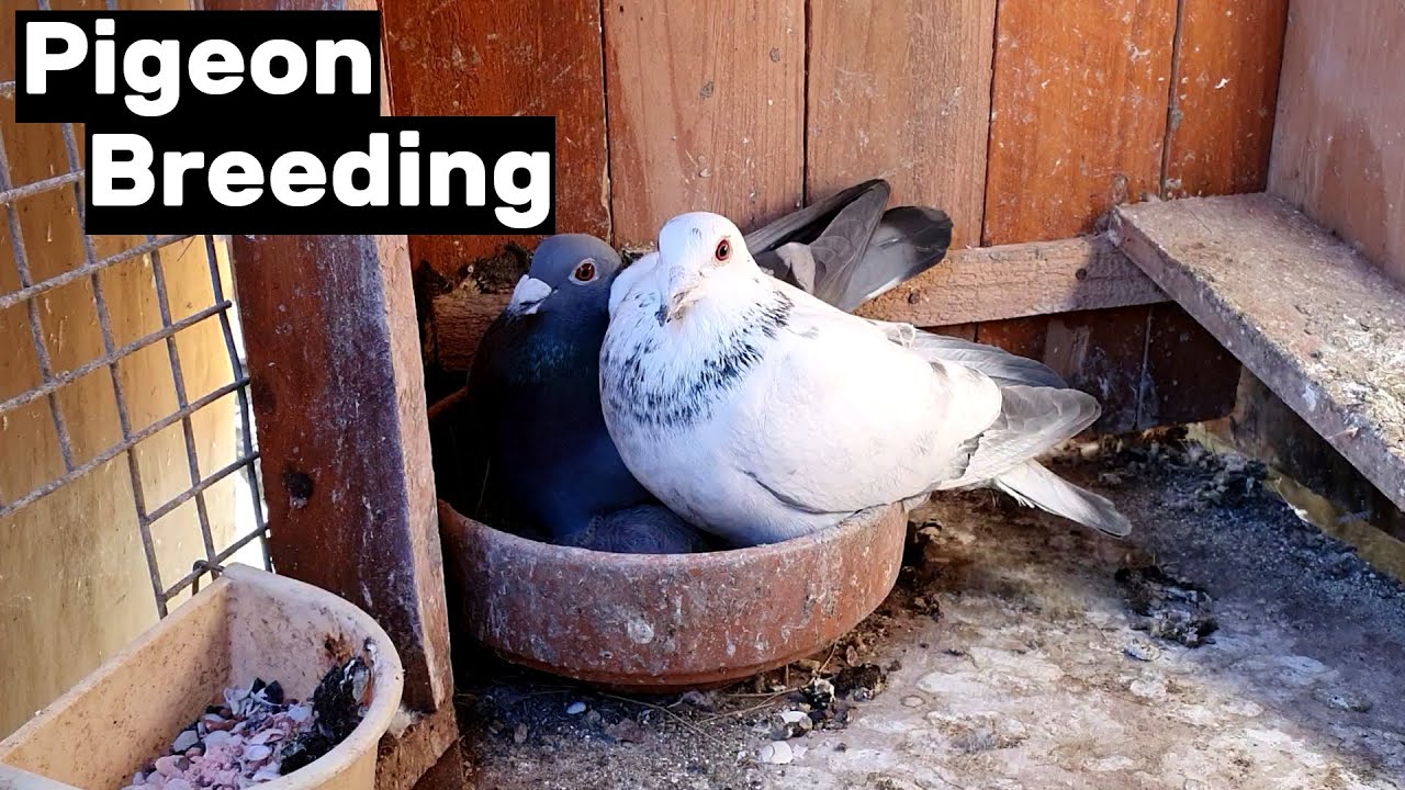 Babies Hatching in Cold Weather | Pigeon Breeding