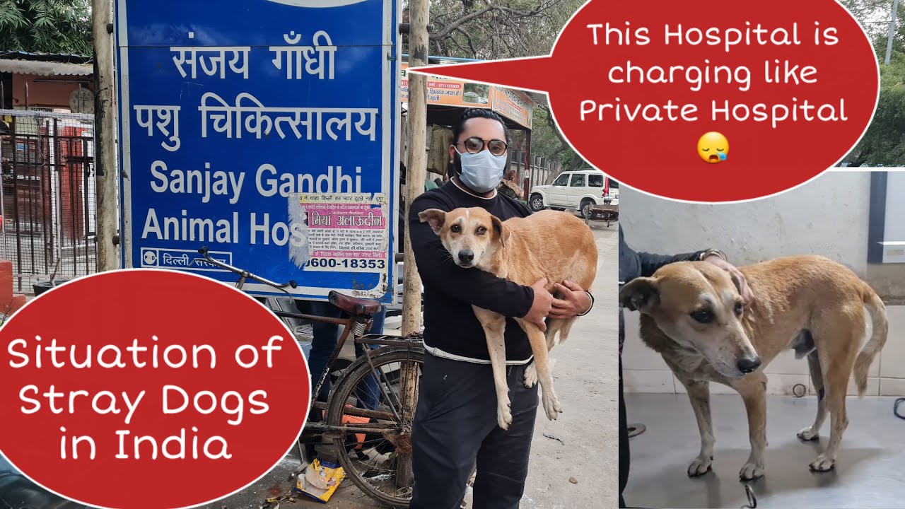 Struggle of a Stray Dog in India. Taking sheru to sanjay gandhi animal care hospital.