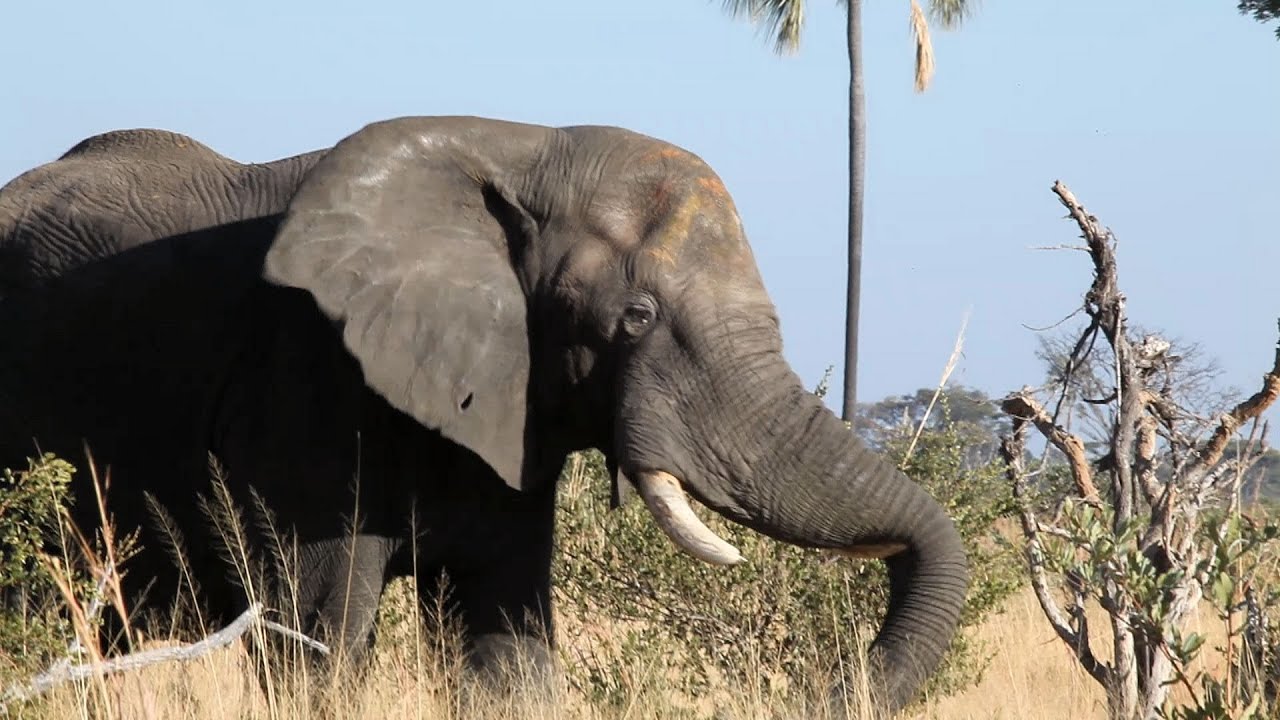 Elephant Attack in Zimbabwe