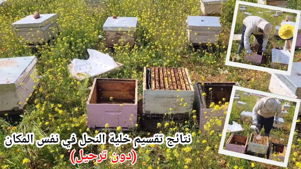 نتائج تقسيم خلية النحل دون ترحيل إحدى الخليتين | الجزء 2