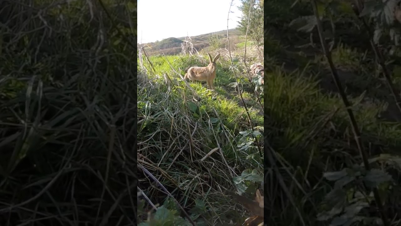 Ghillie Makes Me Invisible To NATURE