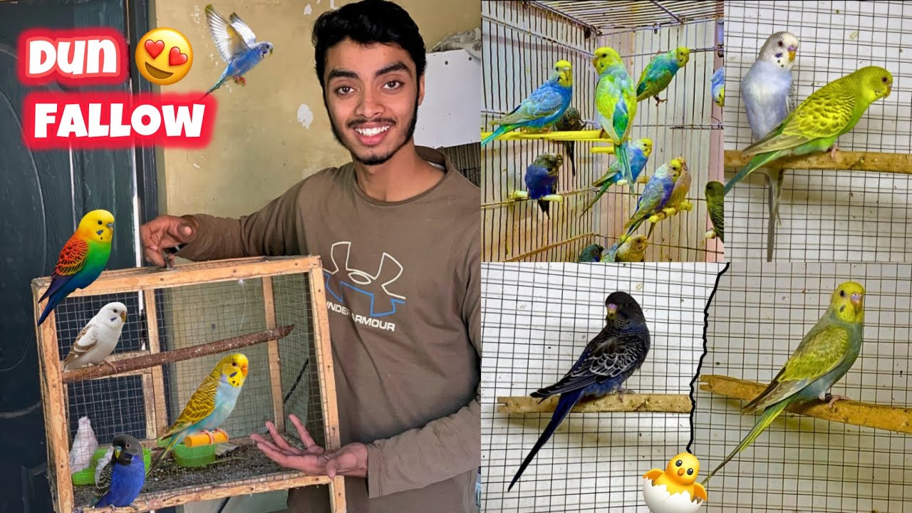 Bht nayab budgies le liye😍|Hogoromo budgies breeding🌸