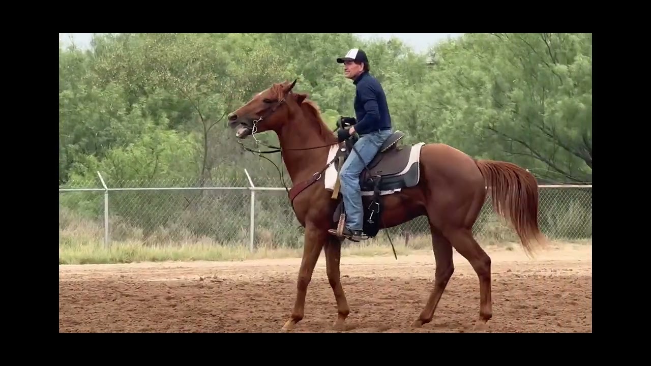 Vickie’s Gold 5/21/24 - last Riding Video - AsmussenEquine.com
