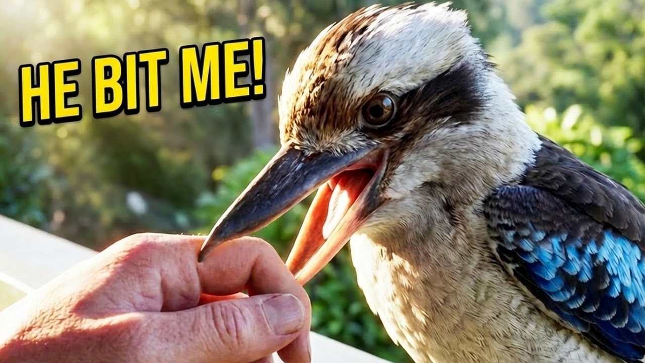 Did This Wild Kookaburra Actually Bite Me? 😲