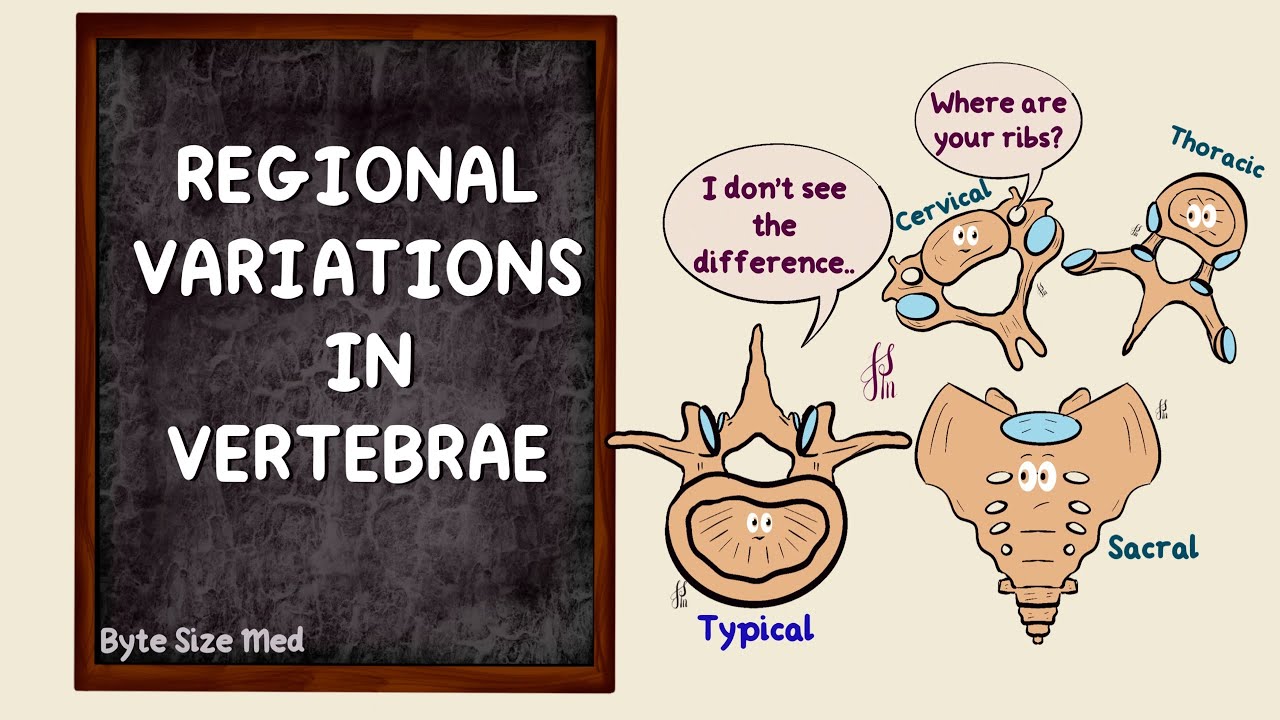 Regional Variations in Vertebrae | The vertebral column | Osteology | Anatomy Doodles