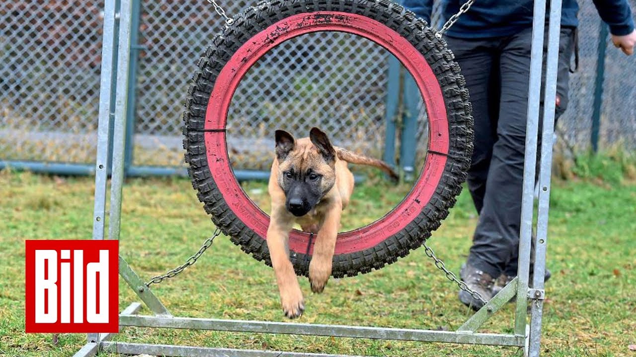 Hundeschule der Bundeswehr - BILD besucht die Soldaten auf vier Pfoten