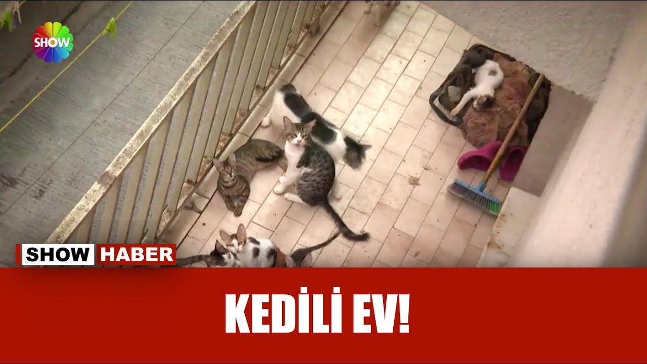 2. kattaki hayvan hapishanesi