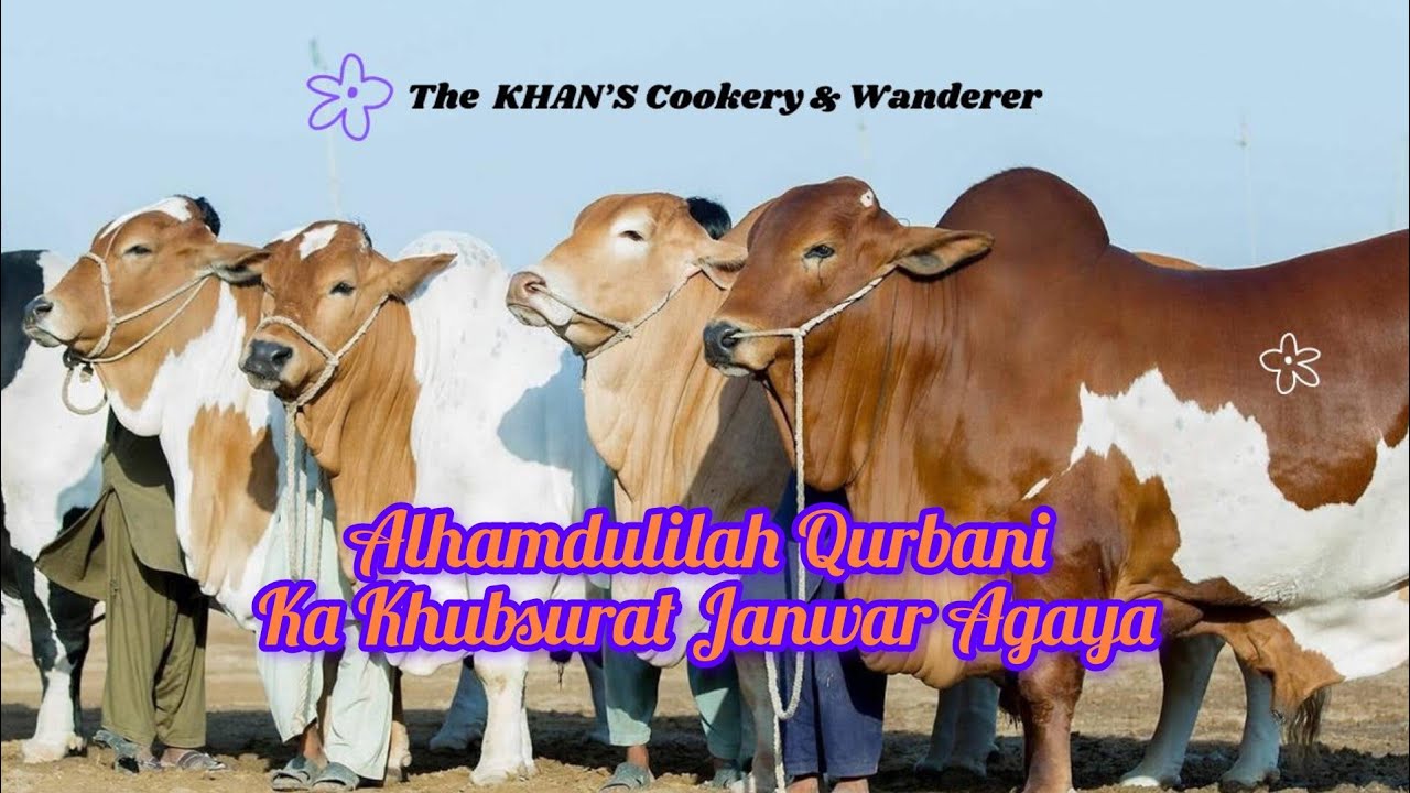 Alhamdulilah 2025 ka sahiwali janwar khareed liya | Eid ul Azha ka maza Karachi mai hai | Bakraeid