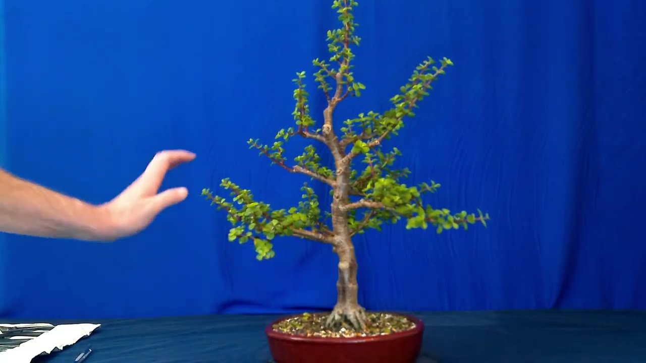 Rewiring my Big Dwarf Jade