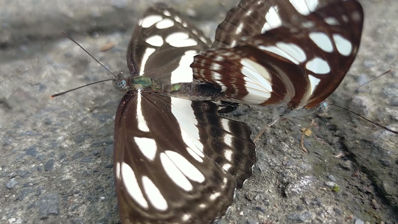 Beautiful Butterflies Moment in HD