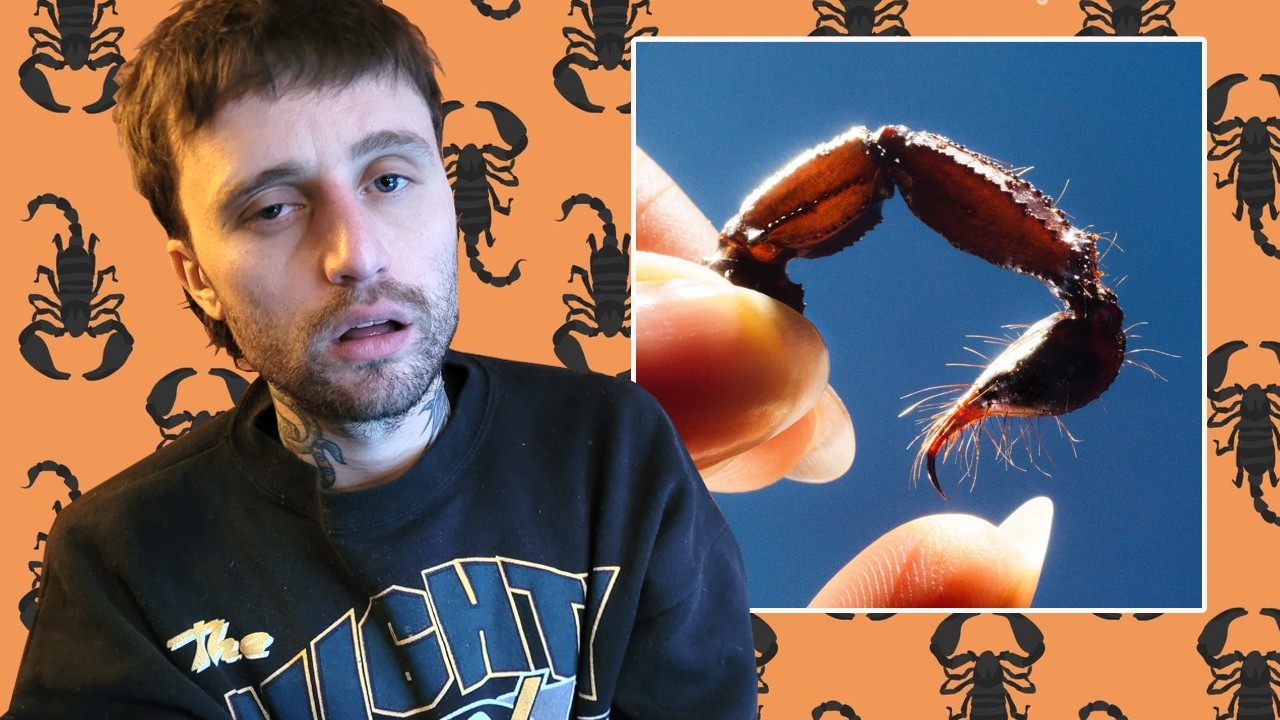 THE EVIL ALBUM.. Squid - Cowards (REVIEW)