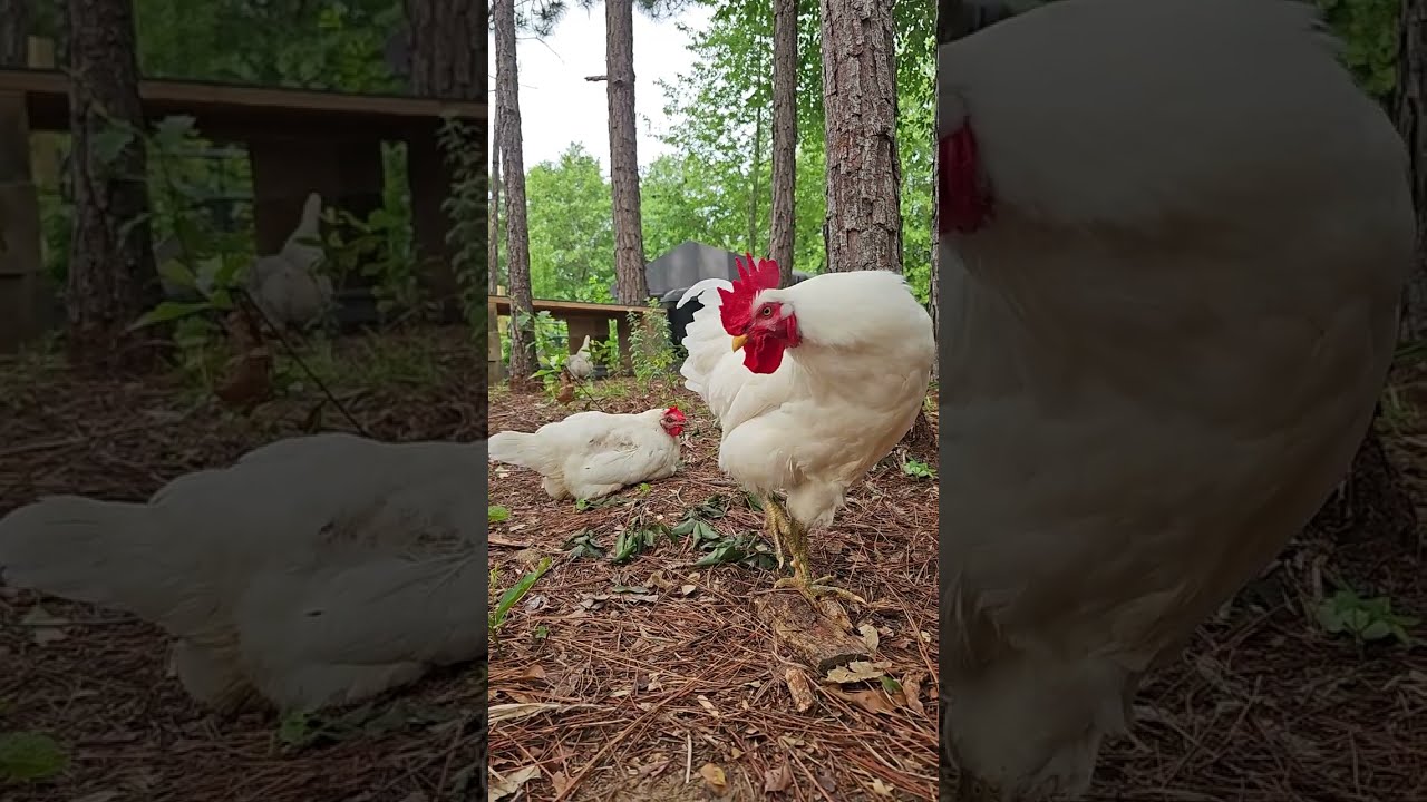 Chicken cam: hens and roosters milling around