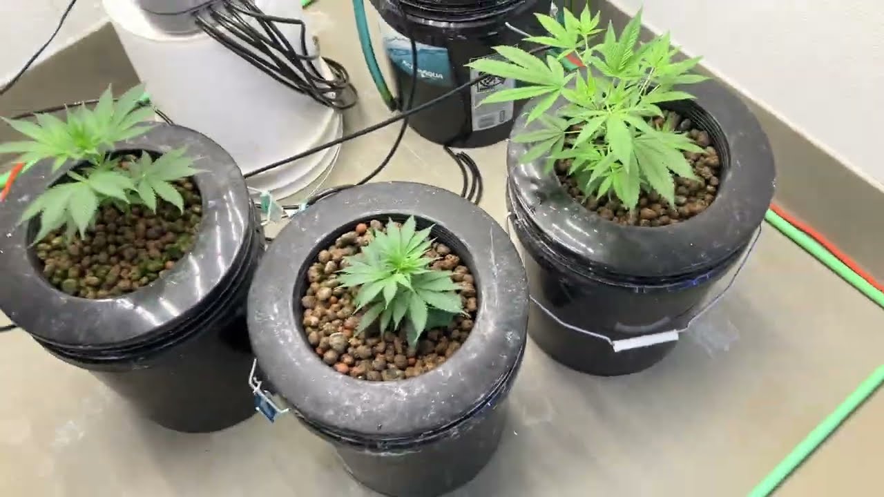 How To Clone Cannabis Water Only - EZ Cloner - Easy Cloner - Stay UP - Stay Blessed - Stay Healthy