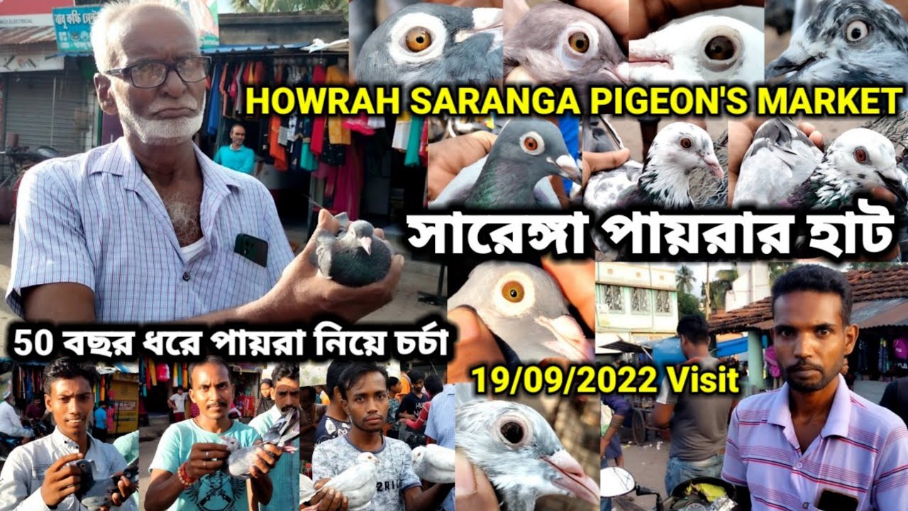 হাওড়া সারেঙ্গা পায়রার হাট 19/09/2022 Visit || Howrah Saranga Pigeon Market Visit || One Moon