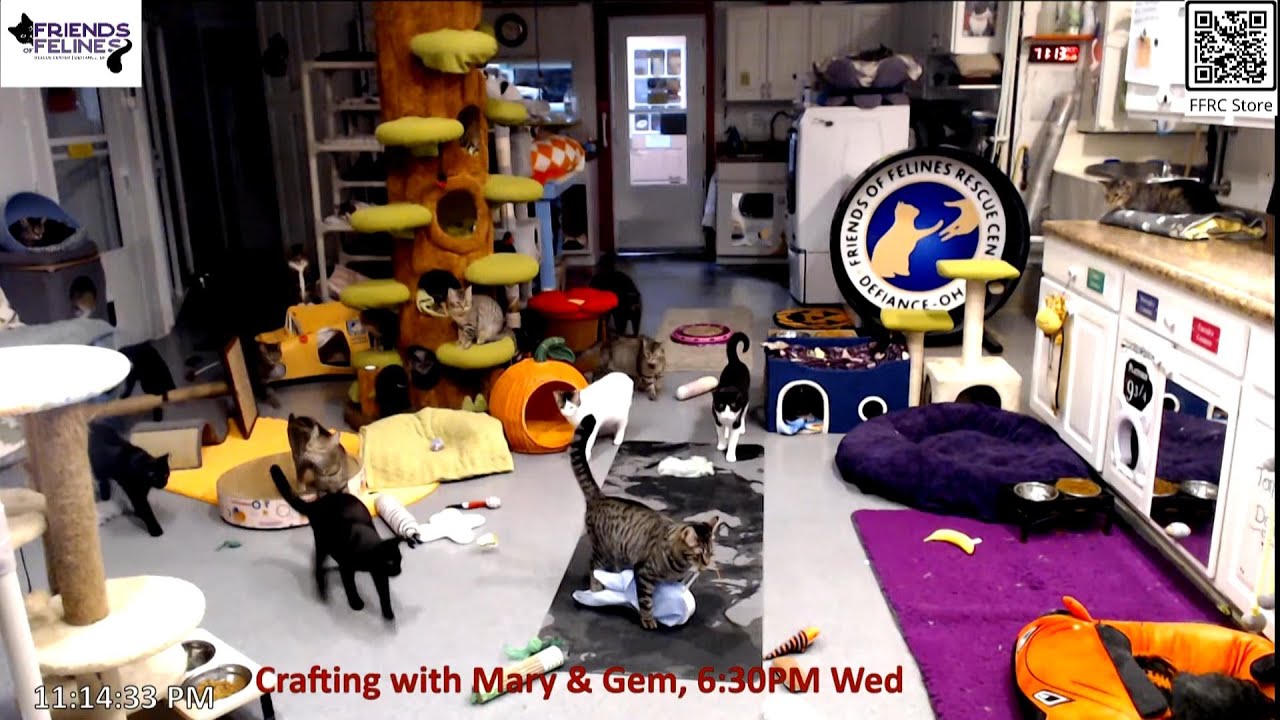 New Toy Testing 10-21-2025 by StripeyD Friends of Felines Rescue Center (FFRC)