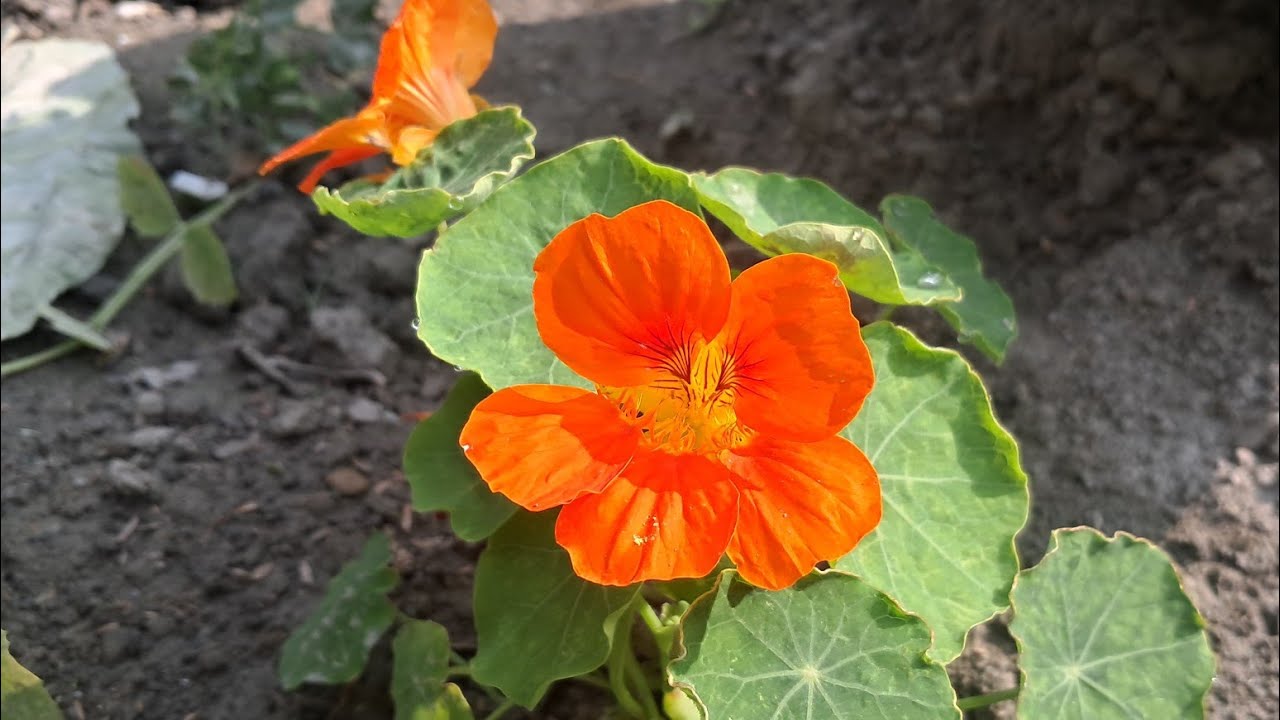 Daily life vlogging || बारी गोडमेल  #dailyvlog #gardening @saaileegrg9578 