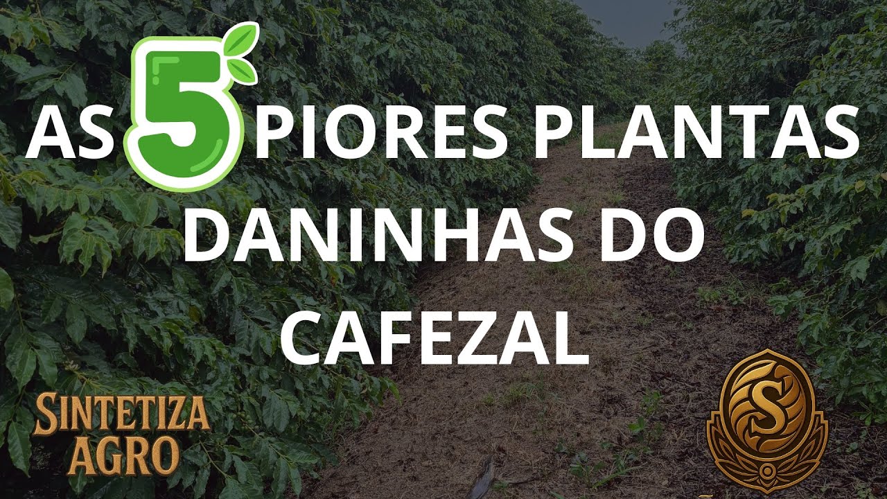 MATO NO CAFÉ É SEMPRE RUIM! QUAIS PLANTAS DANINHAS DÃO MAIS PREJUÍZO?