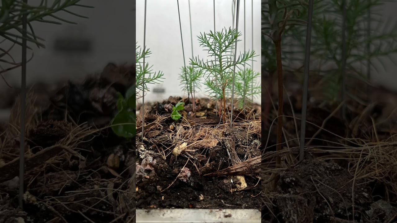 From Seed to Giant Sequoia: My 6-Year Journey