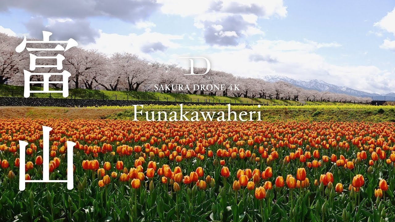 [桜ドローン撮影4K]富山県朝日町の春の四重奏 10in Long Version｜桜ドローンプロジェクト